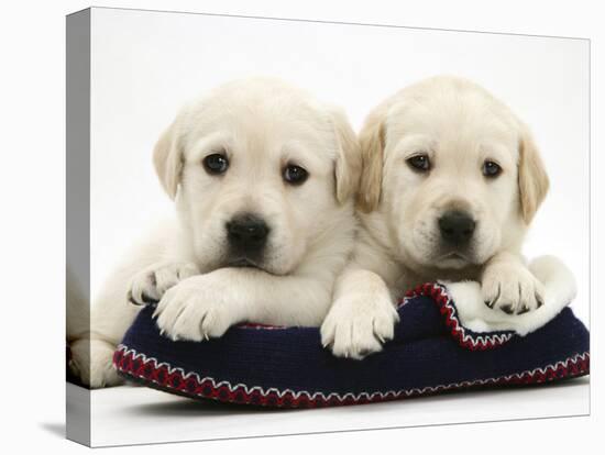 Two Yellow Goldidor Retriever Pups Lying on a Slipper-Jane Burton-Premier Image Canvas