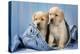 Two Yellow Labrador Puppies in Jeans-null-Premier Image Canvas