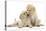 Two Yellow Labrador Retriever Puppies, 10 Weeks, Touching Noses-Mark Taylor-Premier Image Canvas