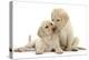 Two Yellow Labrador Retriever Puppies, 10 Weeks, Touching Noses-Mark Taylor-Premier Image Canvas