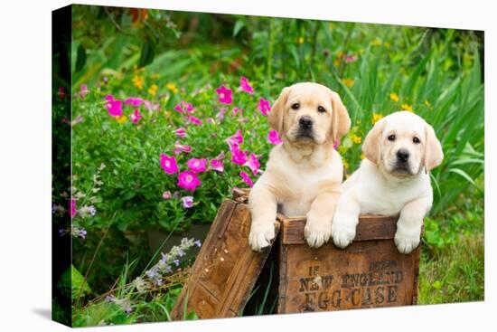 Two yellow Labrador retriever puppies in wooden box-Lynn M. Stone-Premier Image Canvas