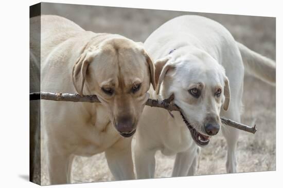 Two Yellow Labrador Retrievers playing with a stick-Zandria Muench Beraldo-Premier Image Canvas