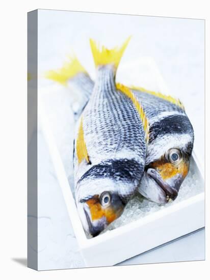 Two Yellowfin Seabream on Ice-Marc O^ Finley-Premier Image Canvas