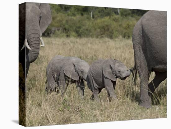 Two Young African Elephant, Masai Mara National Reserve-James Hager-Premier Image Canvas