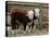 Two Young Cows Graze-null-Premier Image Canvas