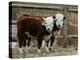 Two Young Cows Graze-null-Premier Image Canvas