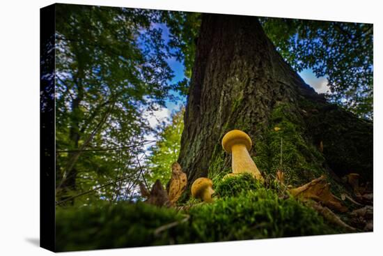 Two Young Forest Fungi in Autumn-Falk Hermann-Premier Image Canvas