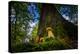 Two Young Forest Fungi in Autumn-Falk Hermann-Premier Image Canvas