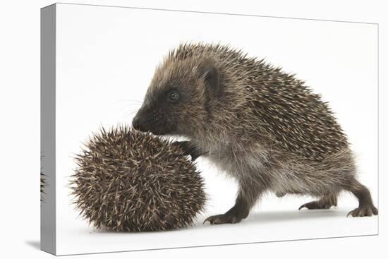 Two Young Hedgehogs (Erinaceus Europaeus) One Standing, One Rolled into a Ball-Mark Taylor-Premier Image Canvas