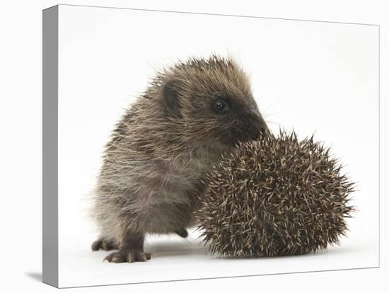 Two Young Hedgehogs (Erinaceus Europaeus) One Standing, One Rolled into a Ball-Mark Taylor-Premier Image Canvas