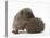 Two Young Hedgehogs (Erinaceus Europaeus) One Standing, One Rolled into a Ball-Mark Taylor-Premier Image Canvas