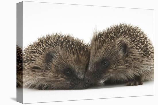 Two Young Hedgehogs (Erinaceus Europaeus) Sitting Together-Mark Taylor-Premier Image Canvas