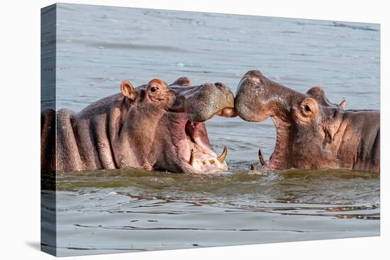 Two Young Hippopotamus (Hippopotamus Amphibius), Hippos with a Wide Open Mouth Playing in Queen Eli-Tomas Drahos-Premier Image Canvas