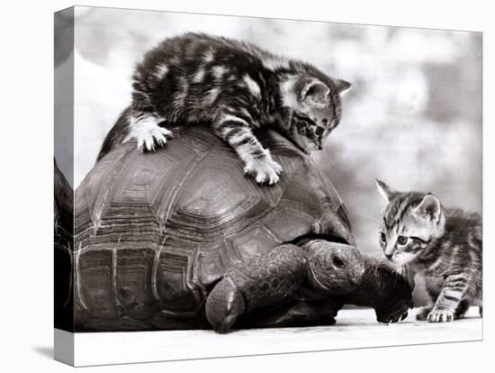 Two Young Kittens Playing with a Slow Moving Giant Tortoise, 1983-null-Premier Image Canvas