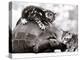 Two Young Kittens Playing with a Slow Moving Giant Tortoise, 1983-null-Premier Image Canvas