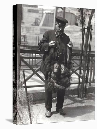 Two Young Orangutans Being Held Up by the Arms, by Keeper Rodwell, at London Zoo, April 1916-Frederick William Bond-Premier Image Canvas