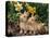 Two Young Palamino Domestic Rabbits, USA-Lynn M. Stone-Premier Image Canvas