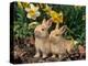 Two Young Palamino Domestic Rabbits, USA-Lynn M. Stone-Premier Image Canvas