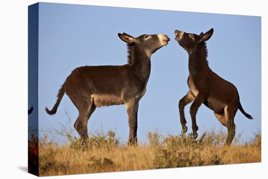 Two Young Wild Burro (Donkey) (Equus Asinus) (Equus Africanus Asinus) Playing-James Hager-Premier Image Canvas