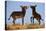 Two Young Wild Burro (Donkey) (Equus Asinus) (Equus Africanus Asinus) Playing-James Hager-Premier Image Canvas