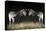 Two Zebras Mirrored-Sheila Haddad-Premier Image Canvas