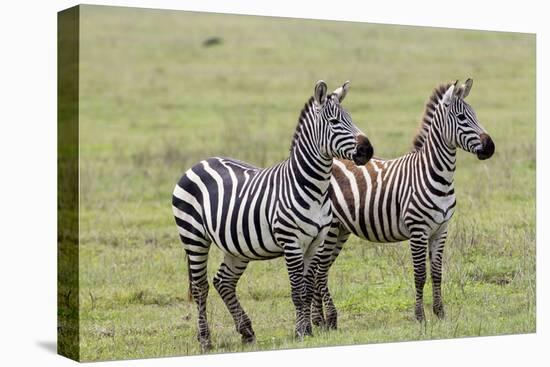 Two Zebras Stand Side by Side, Alert, Ngorongoro, Tanzania-James Heupel-Premier Image Canvas