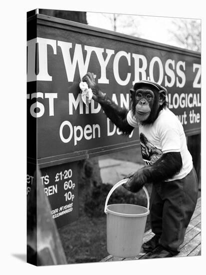 Twycross Zoo Chimpanzee cleaning-Staff-Premier Image Canvas