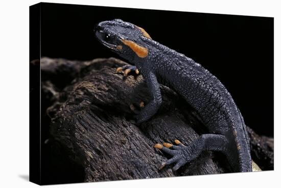 Tylototriton Taliangensis (Taliang Knobby Newt)-Paul Starosta-Premier Image Canvas