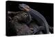 Tylototriton Taliangensis (Taliang Knobby Newt)-Paul Starosta-Premier Image Canvas