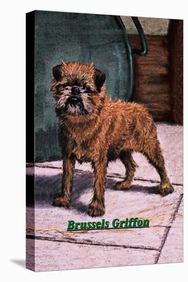 Typical Brussels Griffon Champion-null-Stretched Canvas