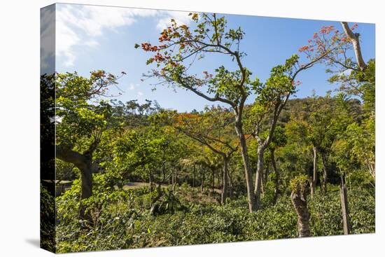 Typical Flowering Shade Tree Arabica Coffee Plantation in Highlands En Route to Jinotega-Rob Francis-Premier Image Canvas