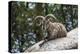Typical Goat of Northern India Rests on a Rock in the Sun in a Wildlife Reserve, Darjeeling, India-Roberto Moiola-Premier Image Canvas