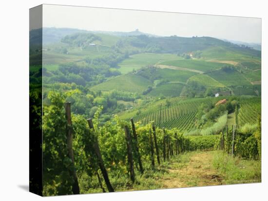 Typical Landscape of Vines in the Colli Piacentini, Piacenza, Emilia Romagna, Italy, Europe-Michael Newton-Premier Image Canvas