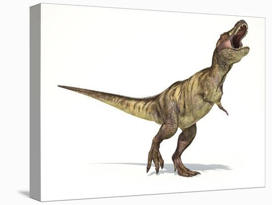 Tyrannosaurus Rex Dinosaur, Artwork-null-Premier Image Canvas