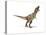 Tyrannosaurus Rex Dinosaur on White Background-null-Stretched Canvas