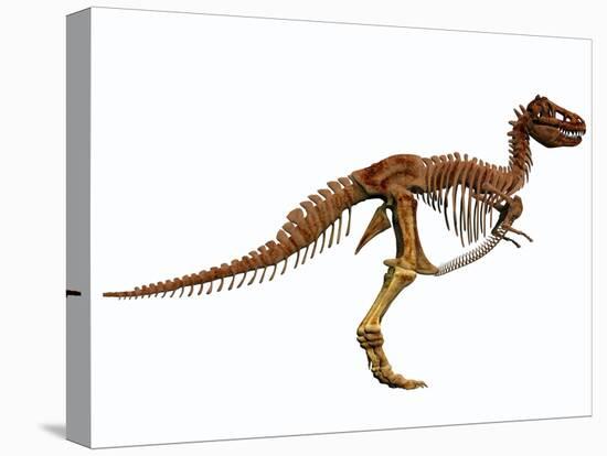 Tyrannosaurus Rex Dinosaur Skeleton-null-Stretched Canvas