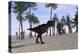 Tyrannosaurus Rex Hunting for its Next Meal-null-Stretched Canvas