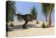 Tyrannosaurus Rex Hunting for its Next Meal-null-Stretched Canvas