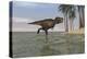 Tyrannosaurus Rex Hunting in Shallow Water-null-Stretched Canvas