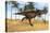 Tyrannosaurus Rex Running in a Prehistoric Environment-null-Stretched Canvas