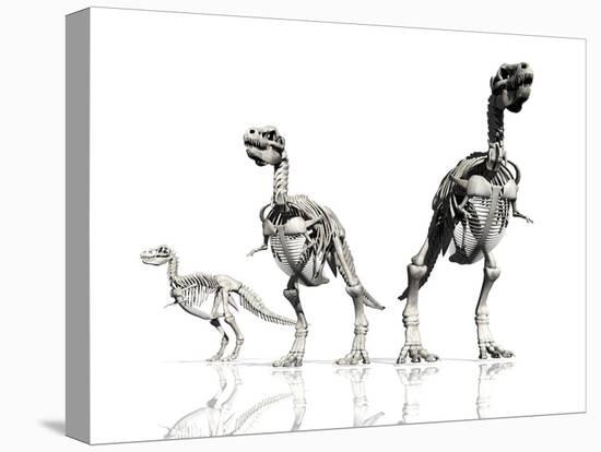 Tyrannosaurus Rex Skeletons, Artwork-Victor Habbick-Premier Image Canvas