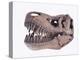 Tyrannosaurus rex skull-Walter Geiersperger-Premier Image Canvas