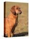 Tyrolean Bloodhound Portrait-Adriano Bacchella-Premier Image Canvas