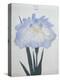 U-Chu Book of a Light Blue Iris-Stapleton Collection-Premier Image Canvas