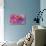 Rainbow Orchid Morpheus-Alixandra Mullins-Stretched Canvas displayed on a wall