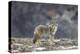 Yellowstone Coyote-Jason Savage-Stretched Canvas