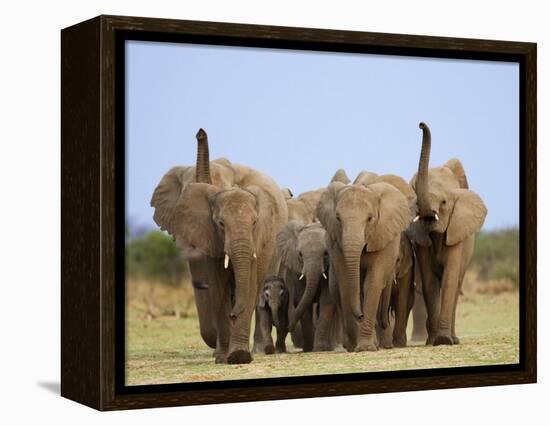 African Elephants, Using Trunks to Scent for Danger, Etosha National Park, Namibia-Tony Heald-Framed Premier Image Canvas
