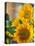 Smile: Sunny Sunflower-Nicole Katano-Stretched Canvas