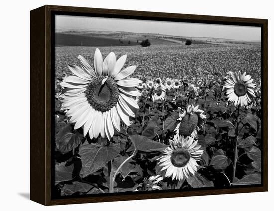 Sunflower Field in Full Bloom-Paul Schutzer-Framed Premier Image Canvas