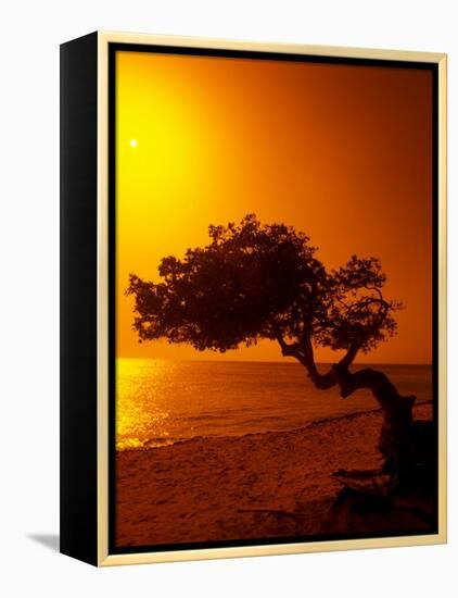 Lone Divi Divi Tree at Sunset, Aruba-Bill Bachmann-Framed Premier Image Canvas